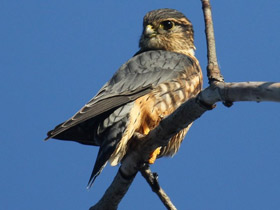 Фото Дербник