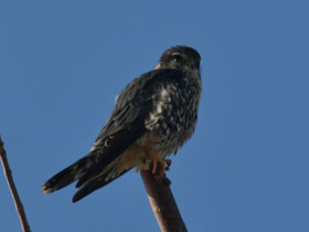 Фото Дербник