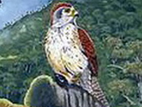 Смотреть фото Реюньонская пустельга Фото Реюньонская пустельга