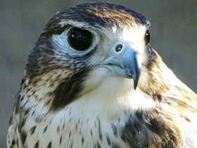 Мексиканский сокол