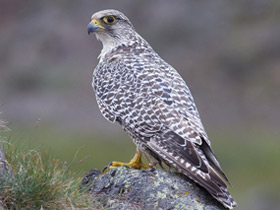 Смотреть фото Кречет Фото Кречет