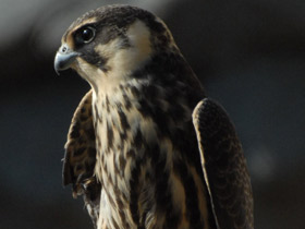 Смотреть фото Чеглок Фото Чеглок