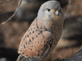 Фото Массовые нашествия животных