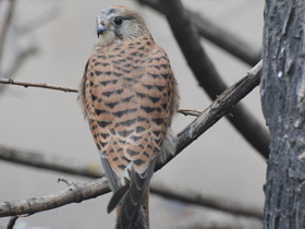 Смотреть фото Обыкновенная пустельга Фото Обыкновенная пустельга