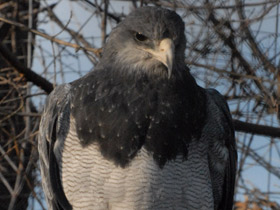 Смотреть фото Агуйа Фото Агуйа
