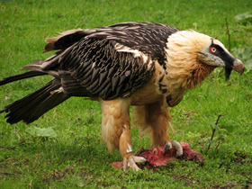 Смотреть фото Бородач Фото Бородач