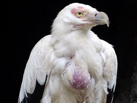 Смотреть фото Пальмовый гриф Фото Пальмовый гриф