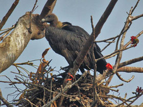 Фото Бенгальский сип