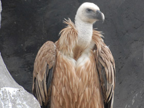 Смотреть фото Белоголовый сип Фото Белоголовый сип