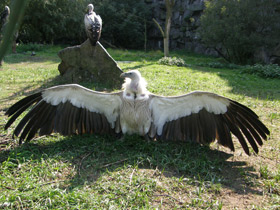 Смотреть фото Гималайский гриф Фото Гималайский гриф