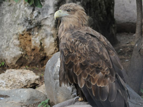 Фото Орлан-белохвост