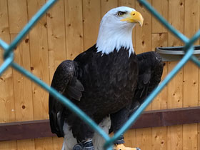 Смотреть фото Белоголовый орлан Фото Белоголовый орлан
