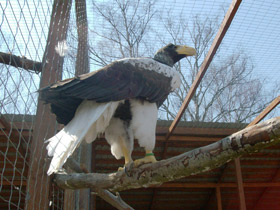 Смотреть фото Белоплечий орлан Фото Белоплечий орлан