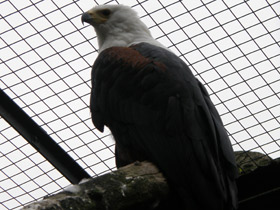 Смотреть фото Орлан-крикун Фото Орлан-крикун