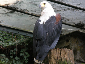 Смотреть фото Орлан-крикун Фото Орлан-крикун