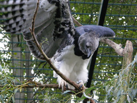 Смотреть фото Южноамериканская гарпия Фото Южноамериканская гарпия