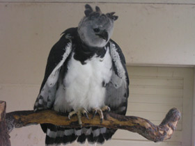 Смотреть фото Южноамериканская гарпия Фото Южноамериканская гарпия