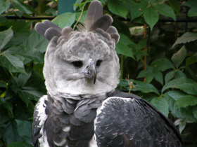 Смотреть фото Южноамериканская гарпия Фото Южноамериканская гарпия