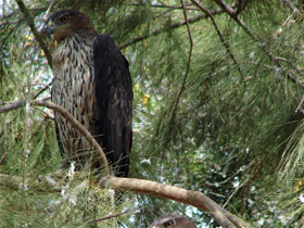 Смотреть фото Ястребиный орел Фото Ястребиный орел