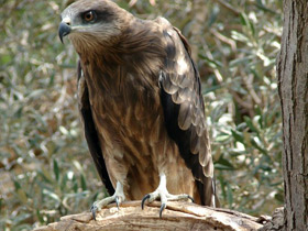 Смотреть фото Черный коршун Фото Черный коршун