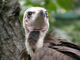 Фото Бурый стервятник