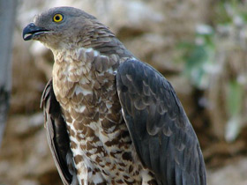 Смотреть фото Осоед Фото Осоед