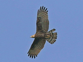 Хохлатый осоед