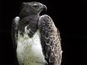 Боевой орёл