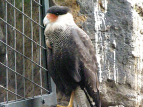 Смотреть фото Обыкновенная каракара Фото Обыкновенная каракара