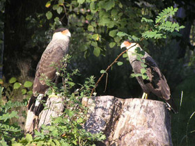 Смотреть фото Обыкновенная каракара Фото Обыкновенная каракара