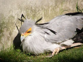 Смотреть фото Птица-секретарь Фото Птица-секретарь