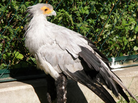 Смотреть фото Птица-секретарь Фото Птица-секретарь