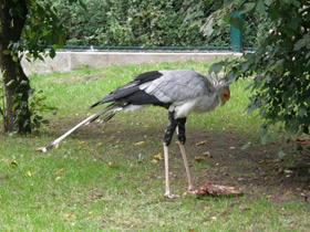 Смотреть фото Птица-секретарь Фото Птица-секретарь