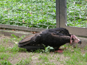 Фото Ушастый индийский гриф