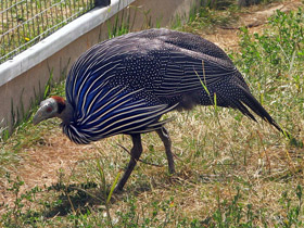 Фото Грифовая цесарка
