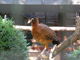 Фото Красный гокко