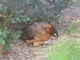 Фото Красный гокко