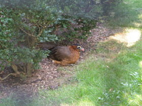 Фото Красный гокко