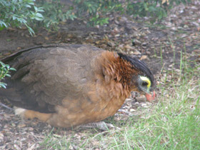 Фото Красный гокко