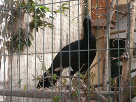 Смотреть фото Шлемоносный кракс Фото Шлемоносный кракс