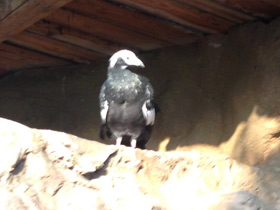 Фото Синегорлый гуан