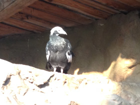 Фото Синегорлый гуан