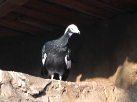 Фото Синегорлый гуан