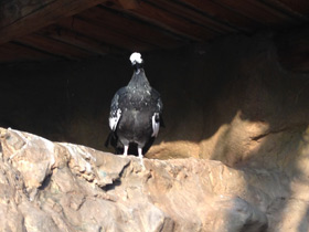 Фото Синегорлый гуан