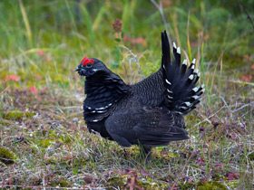 Смотреть фото Горная дикуша Фото Горная дикуша