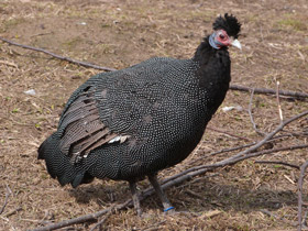 Фото Чубатая цесарка