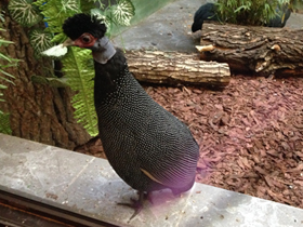 Фото Чубатая цесарка