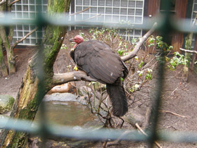 Смотреть фото Кустарниковый большеног Фото Кустарниковый большеног