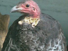 Кустарниковый большеног