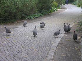 Смотреть фото Обыкновенная цесарка Фото Обыкновенная цесарка